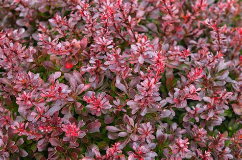 when to prune japanese barberry.